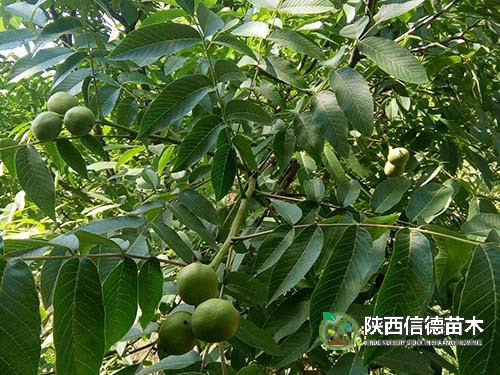 美国薄壳核桃