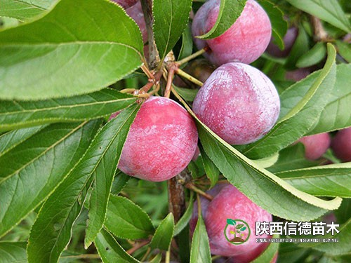 红宝石李子苗