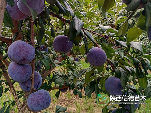 黑宝石