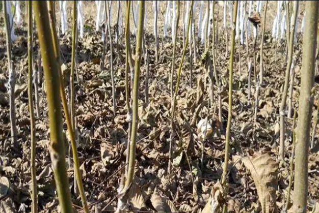 核桃树苗移栽