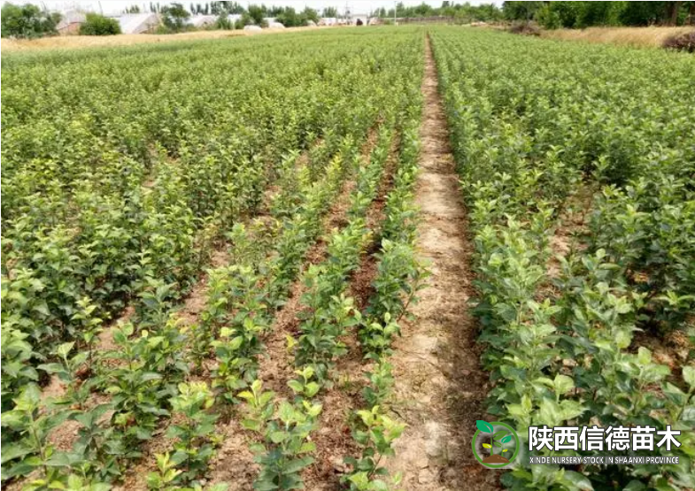陕西果树（苹果苗）关于苹果树秋施基肥···